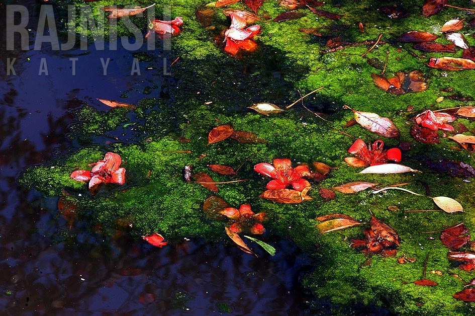 flowers in water