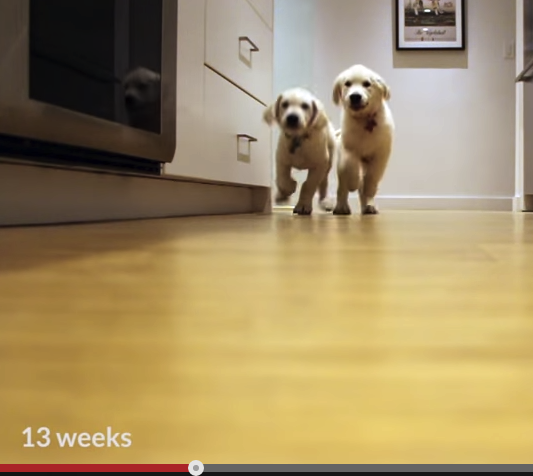 cute puppy video