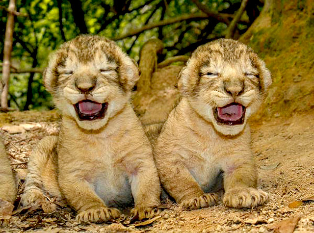 lion cubs