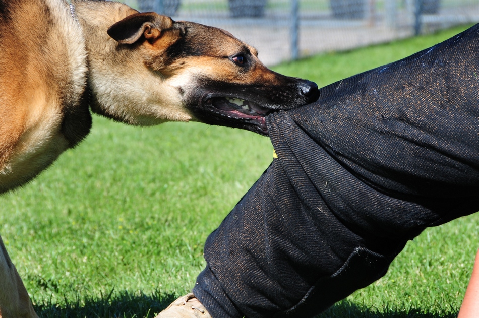 aggressive dogs