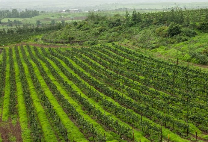 vineyards