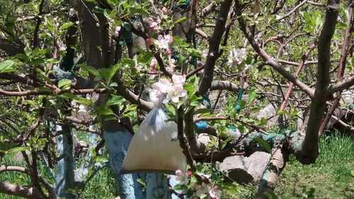 Apple Growers